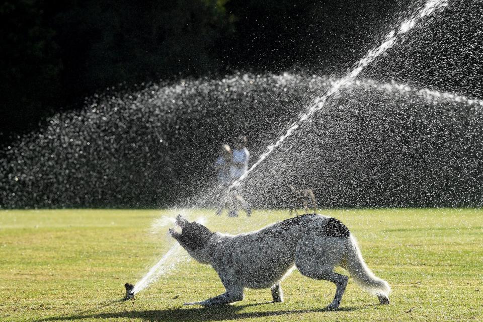 A dog plays in a sprinkler at Queens Park in Sydney, New South Wales (EPA)