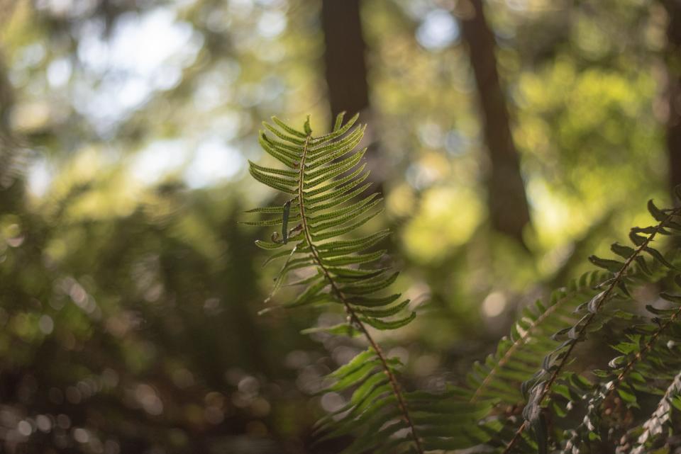 Human composting, also known as natural organic reduction, is alternative to cremation or burial that allows humans remains to naturally be reduced to soil, which can then be given to family of the deceased or donated for land conservation efforts.