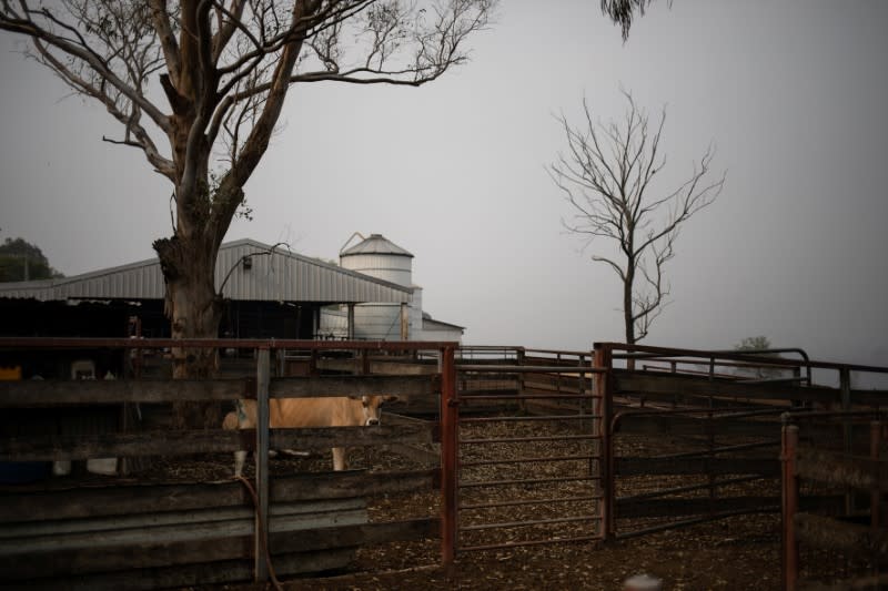 A calf is seen at the damaged farm of Tim Salway in Wandella, near the town of Cobargo