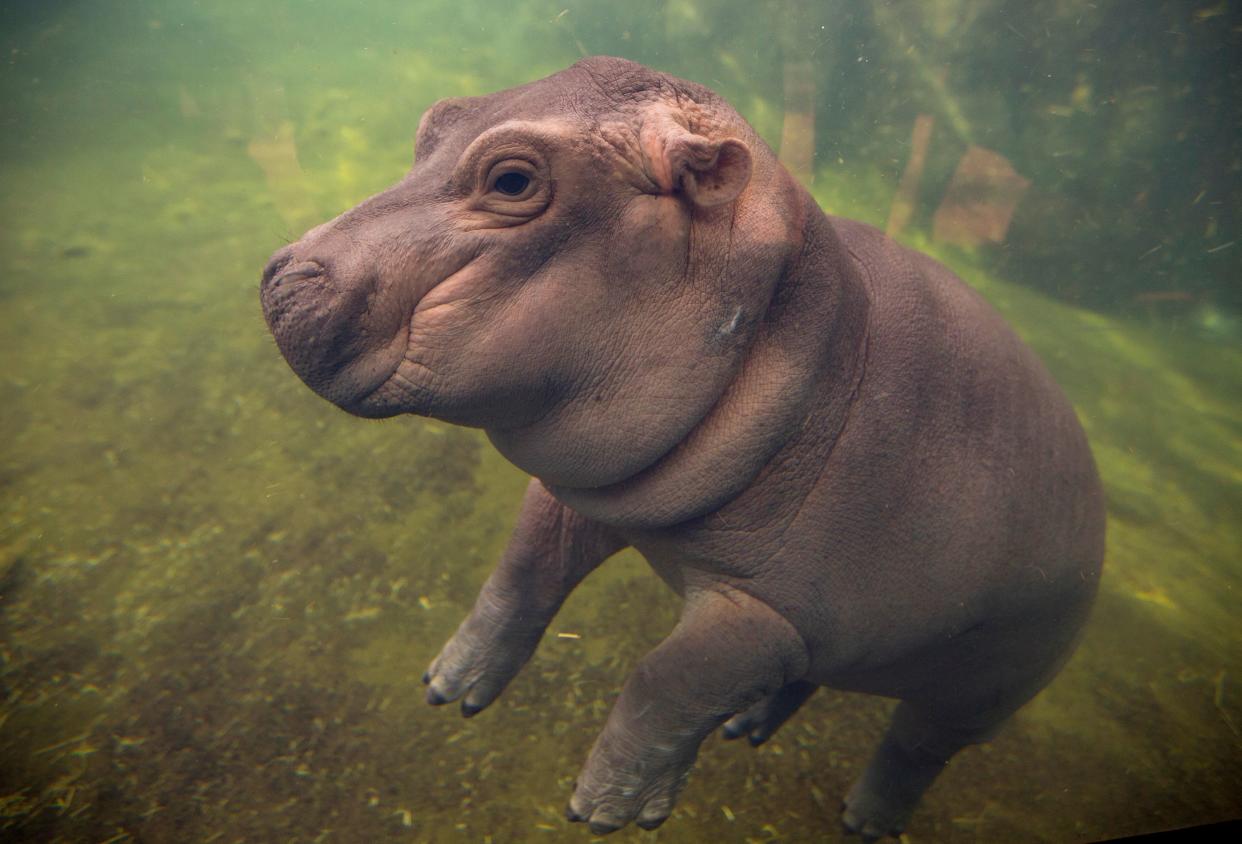 Fiona debuts in the Cincinnati Zoo & Botanical Garden's Hippo Cove in 2017.