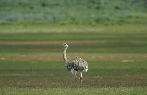 A Darwin’s rhea - Credit: GETTY