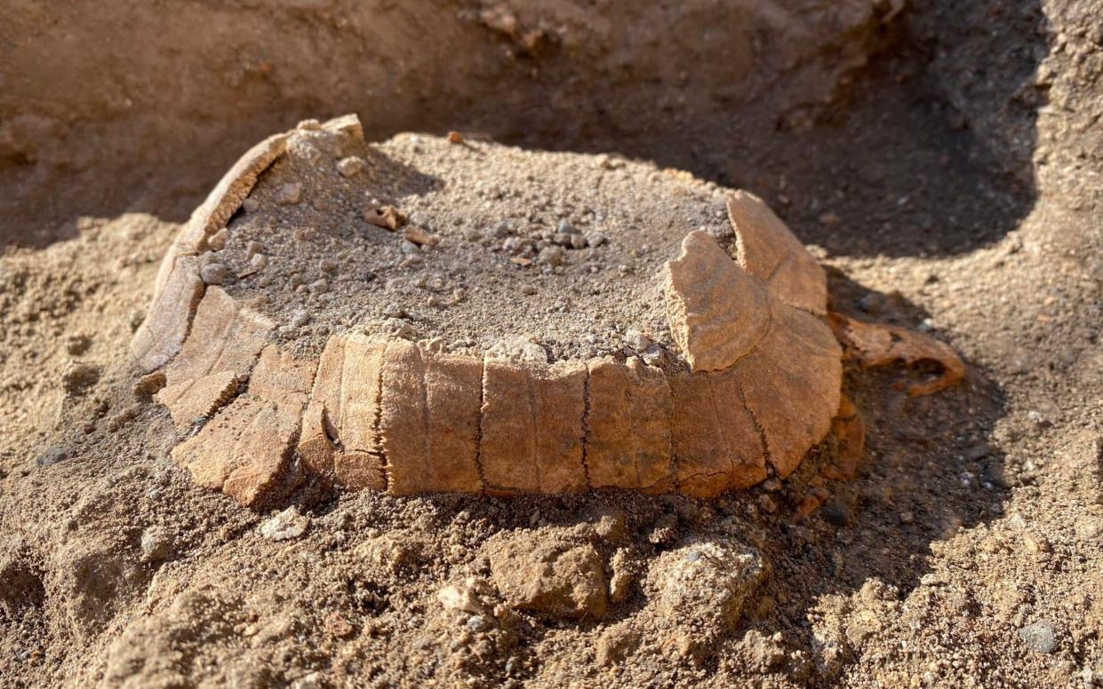 The remains of the tortoise found during excavations by an international team at Pompeii - AP