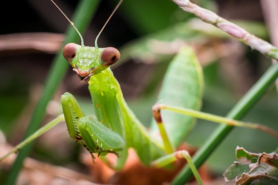 Praying mantis