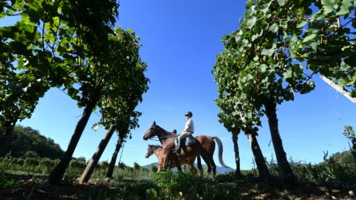 Founded in 1989, Haut-Rhin's green brigade counts 63 officers, 16 of them on horseback, and their remit ranges from patrolling the forests to preventing litter