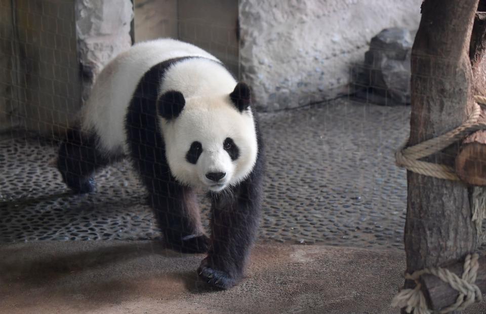 Female giant panda Meng Meng walks through her enclosure at the Zoologischer Garten zoo in Berlin on August 14, 2019. - As the zoo announced in a press conference, Meng Meng is probably pregnant and zoo managers as well as keepers prepare to welcome panda offspring at the end of August / beginning of September 2019. (Photo by Tobias SCHWARZ / AFP)        (Photo credit should read TOBIAS SCHWARZ/AFP/Getty Images)