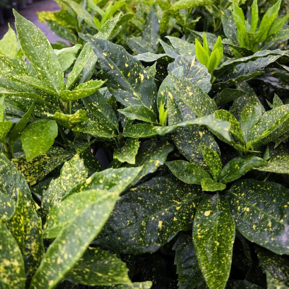 Plant with large green leaves and yellow specks.