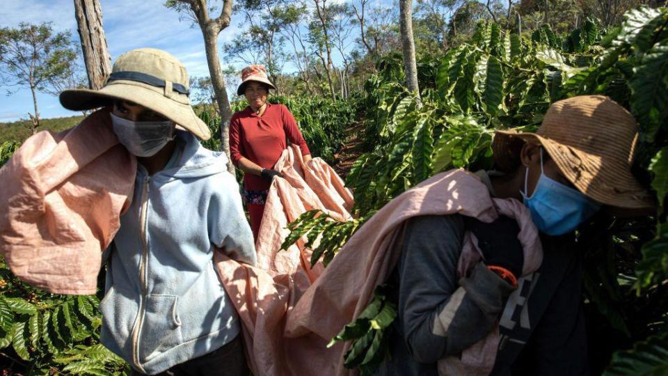 Des ouvriers transportent des cerises de café récoltées dans une ferme du village de Dak Doa à Pleiku, au Vietnam