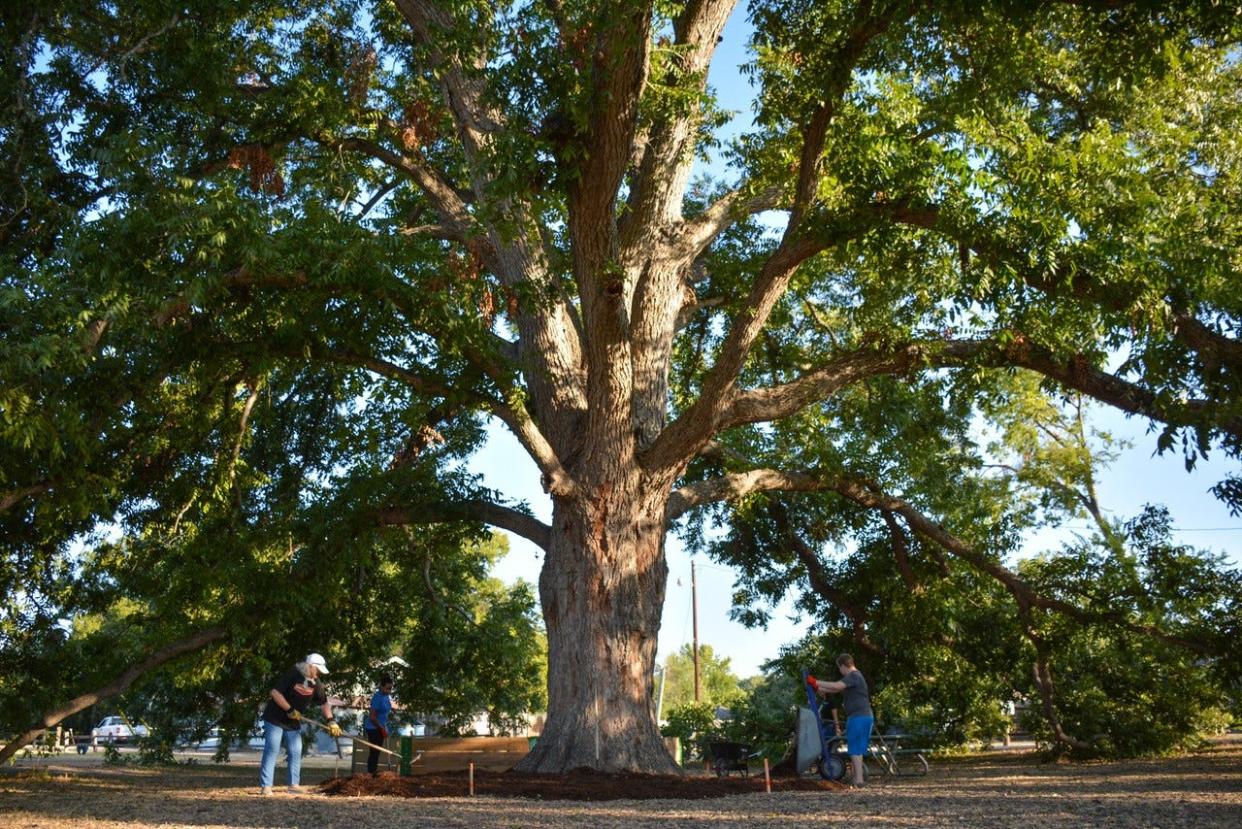 Pflugerville and San Marcos are among the Texas cities that were awarded funding to help boost urban forests. In this photo, volunteers put mulch under the Big Pecan at Gilleland Creek Park to help protect it. The tree is at least 300 years old and is the largest known pecan tree in Travis County at 87 feet tall and a circumference of 192 inches.