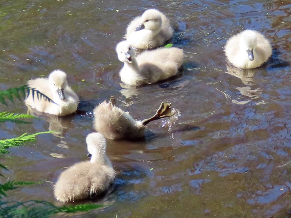 Cygnets