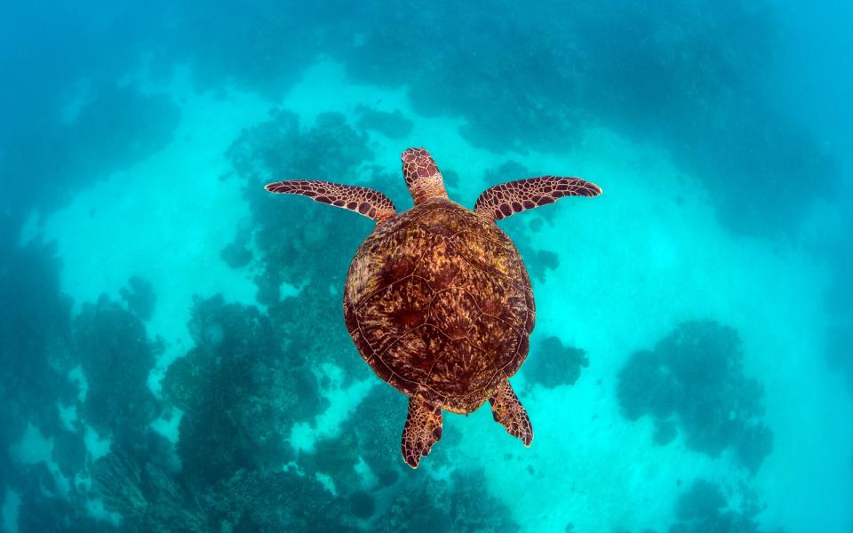 Marine turtles photographed on the beautiful Ningaloo Reef of western Australia.