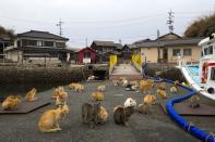 A clowder of cats crowd the wharf on Aoshima Island. (REUTERS/Thomas Peter)