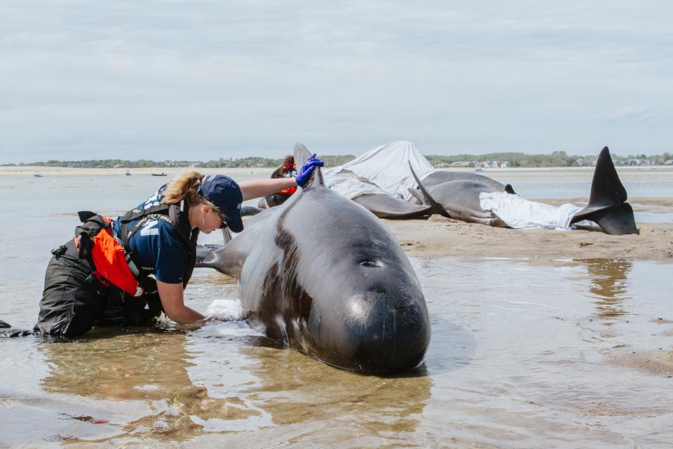 A rescue and research team from the International Fund for Animal Welfare spent the weekend working to refloat five stranded pilot whales in Chatham.