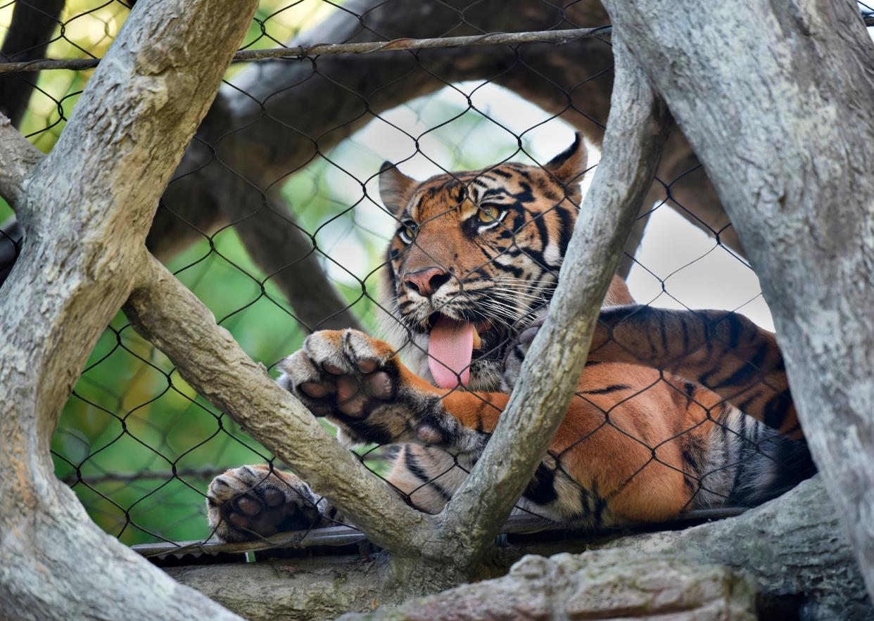 A tiger looks down from an overhead walkway at the Land of the Tiger exhibit in 2019 at the Jacksonville Zoo and Gardens.