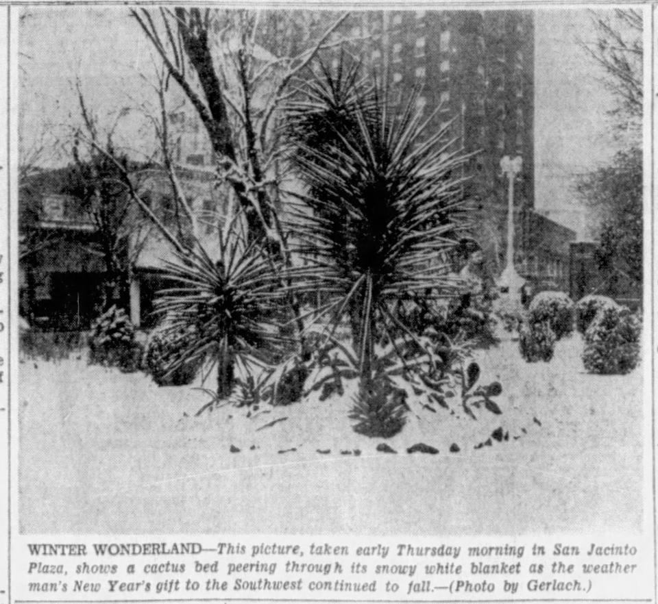 Jan. 3, 1947: This picture, taken early Thursday morning in San Jacinto Plaza, shows a cactus bed peering through its snowy white blanket as the weather man's New Year's gift to the Southwest continued to fall.