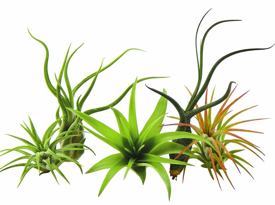 5 Pack Air Plant Tillandsias by Bliss Gardens (Photo: Amazon)