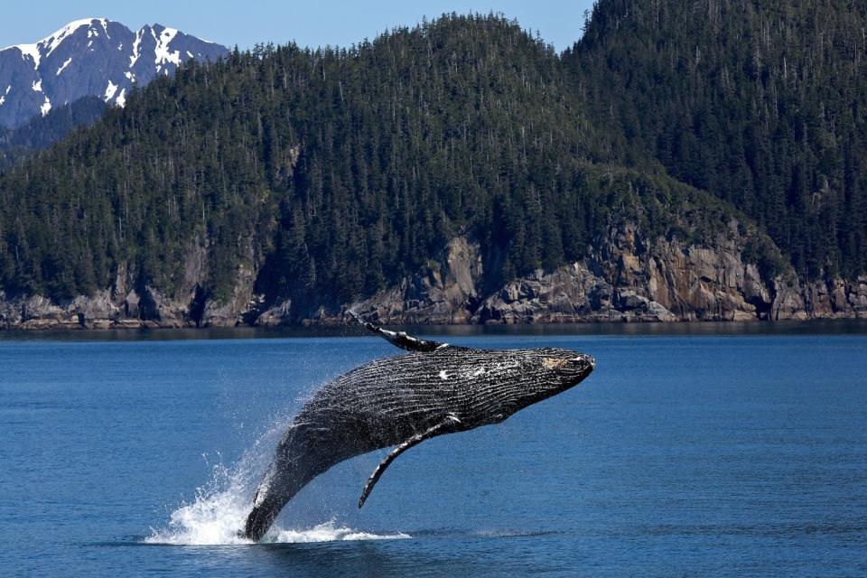 Ballena jorobada saltando sobre la superficie del agua. Estos enormes mamíferos ocuparían el lugar más bajo en nº de individuos según el espectro de Sheldon. (Imagen creative commons vista en jigsaw).