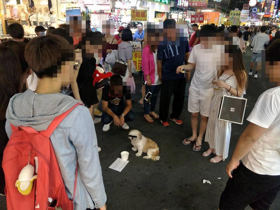 ▲台中商圈有攤販將飼養的西施犬當成賺錢工具，命令牠在路中間不准動，並留紙條「我肚子餓餓，晚餐要自己賺」，藉此博取民眾同情心騙錢。（圖／取自爆料公社）