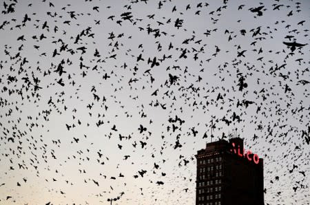 FILE PHOTO: Thousands of Common Grackle birds fly over downtown Waco after sunset in Texas