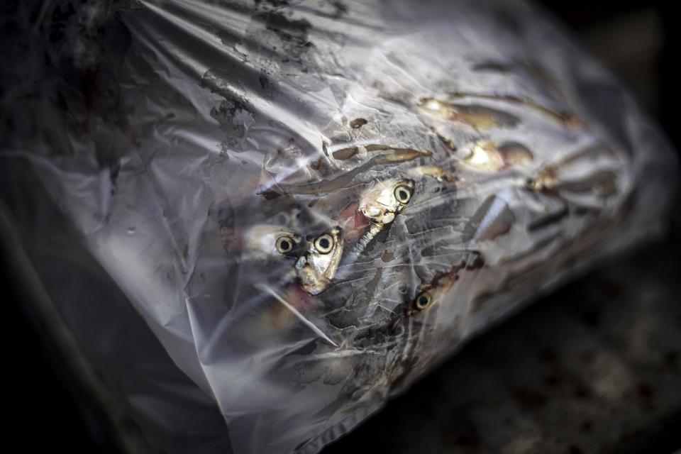 Fish for sale are put inside a plastic bag in Tanah Kuning village, near the site for the future development of the Kalimantan Industrial Park Indonesia in Bulungan, North Kalimantan, Indonesia, Wednesday, Aug. 23, 2023. The vast industrial park being built on the tropical island of Borneo that has attracted billions of dollars in foreign and domestic investment is damaging the environment in an area where endangered animals live and migrate. (AP Photo/Yusuf Wahil)