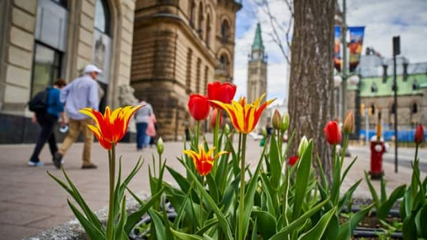 Tulips bloom in an Elgin Street planter box not far from Parliament Hill in downtown Ottawa on May 14, 2021.            