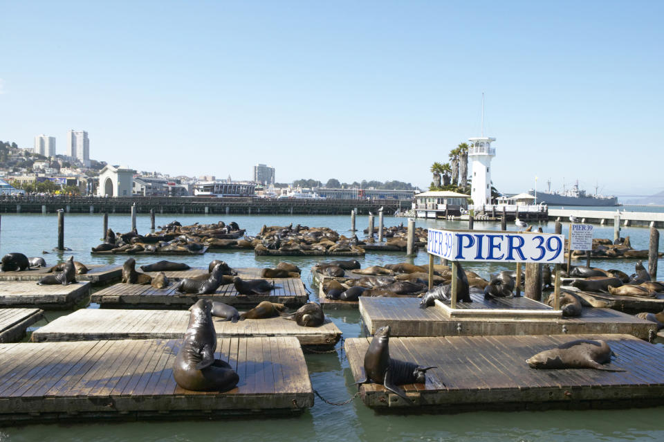 Sea lions Pier 39 San Francisco USA tours