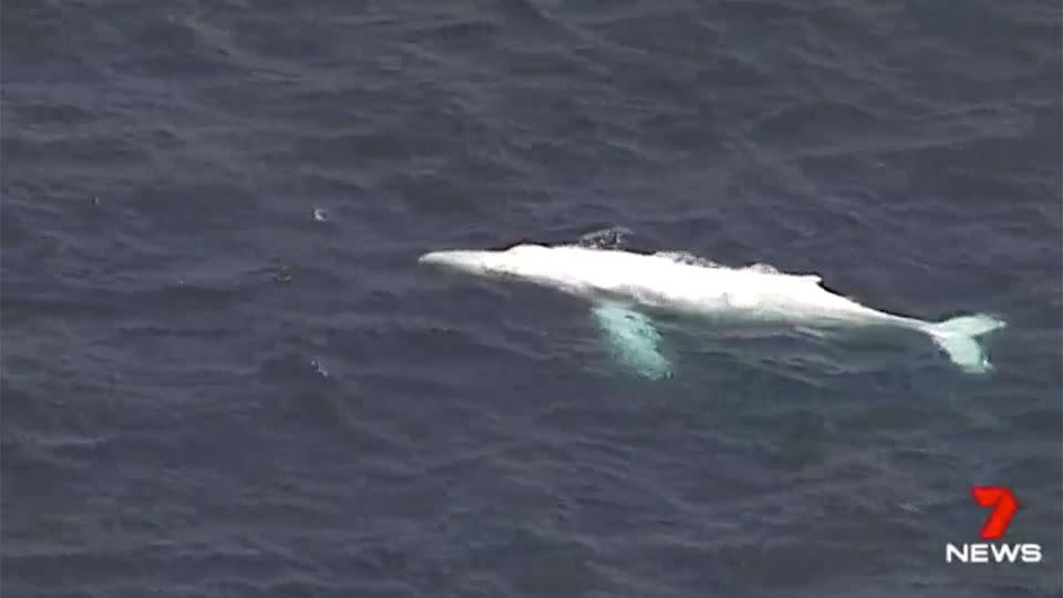 The moment the magestic whale appeared. Source: 7 News