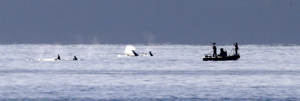 About a half-dozen orca whales swim and splash close to a small research vessel following the group near Bainbridge Island in the Puget Sound Tuesday, Oct. 29, 2013, as seen some miles away from Seattle. The whales were among about 20 or more, believed to be from the resident J and K pods, seen traveling through the passage Tuesday afternoon. (AP Photo/Elaine Thompson)