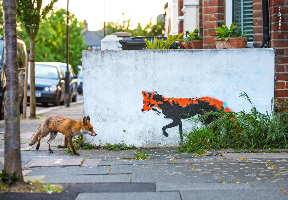 "Matthew has been photographing foxes close to his home in north London for over a year and ever since spotting this street art had dreamt of capturing this image. After countless hours and many failed attempts his persistence paid off."