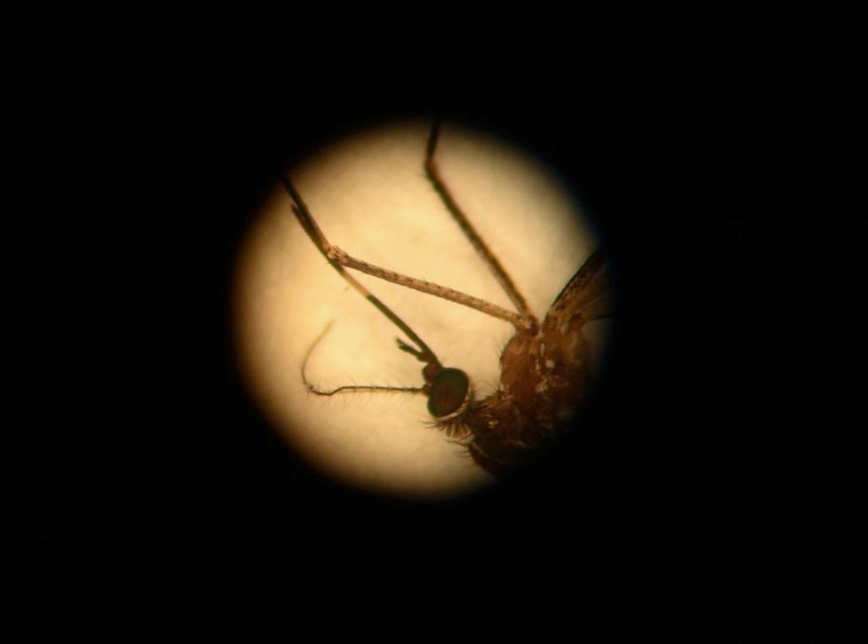 The Culex tarsalis mosquito, which may transmit West Nile virus, can be identified by the light colored band on its proboscis, as seen through a microscope on Wednesday, August 18, 2021 at Sioux Falls Mosquito Control.