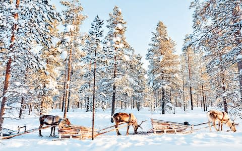 Reindeer in a forest in Finnish Lapland - Credit: BlueOrange Studio