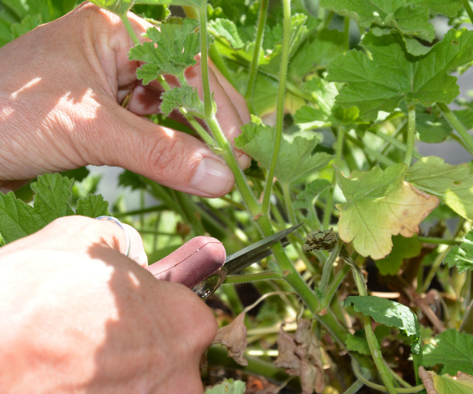 Taking a pelargonium cutting just below a leaf node