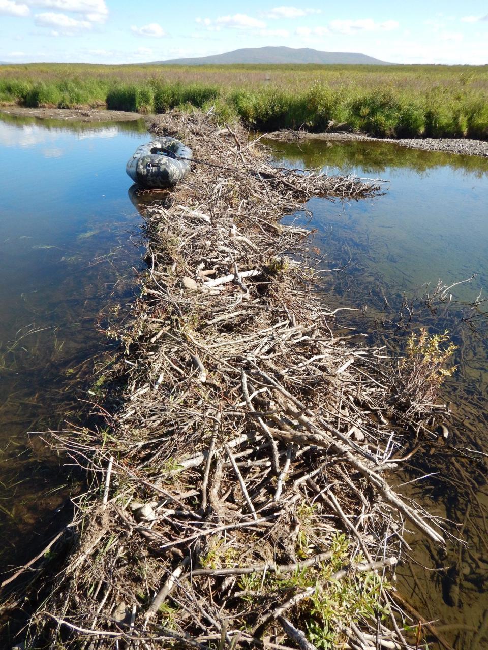 beaver dam made of sticks stretches across a creek