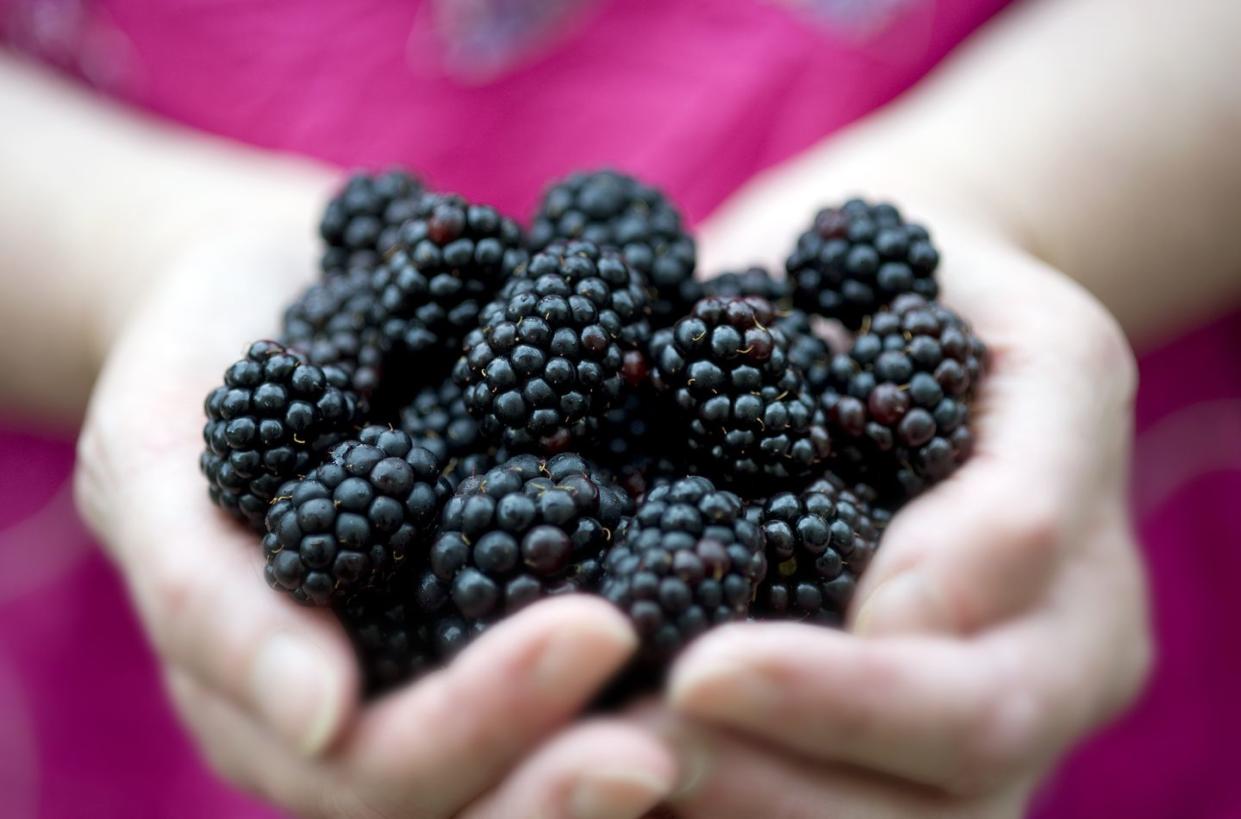 female holding blackberries, close up