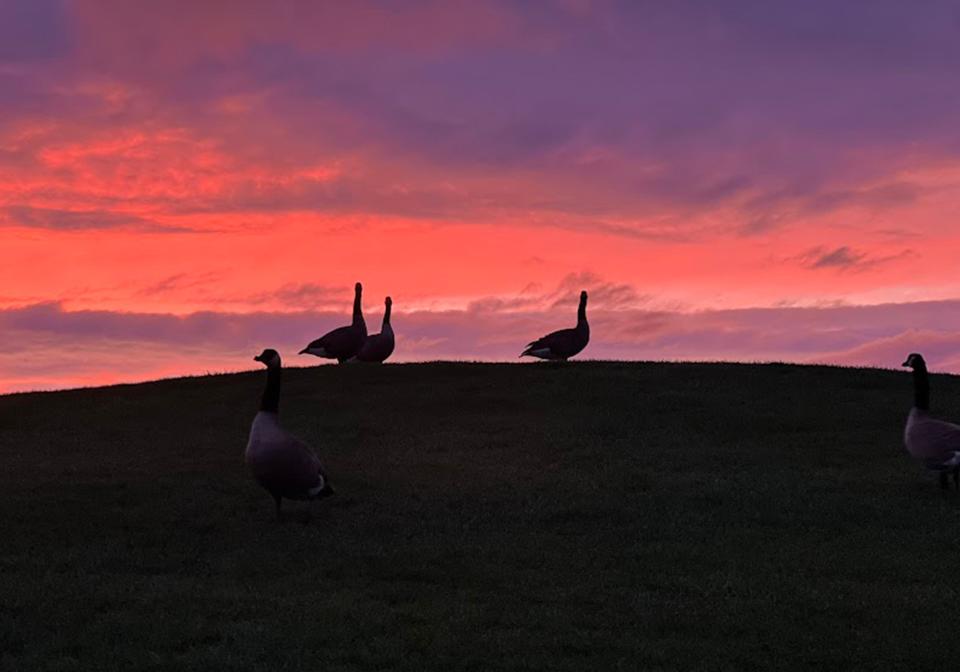 Jacob Mamaril of Stockton used an Apple iPhone 13 to photograph geese at the Brookside Country Club golf course in Stockton.