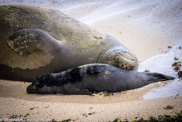 PHOTO: Endangered Hawaiian monk seal 'Rocky' lies on the sand with her newborn pup after giving birth, on the island of Oahu in Honolulu, Hawaii, July 9, 2022. (Erik Kabik Photography/ MediaPunch /IPX via AP)