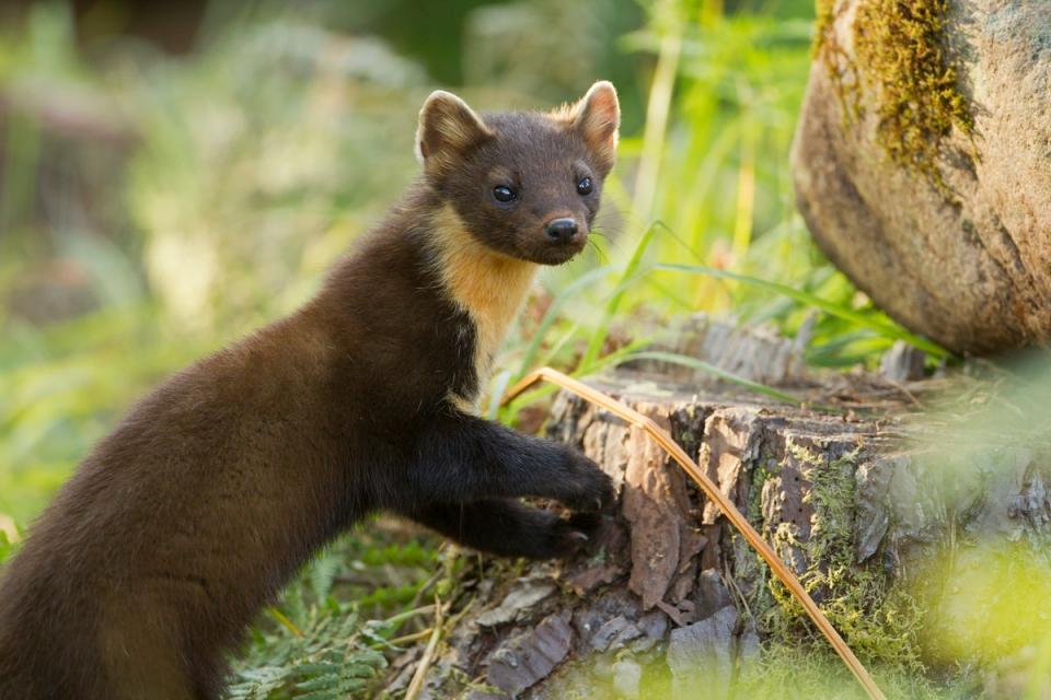 Pine martens have been extinct from south west England for 150 years (Mark Hamblin/PA)