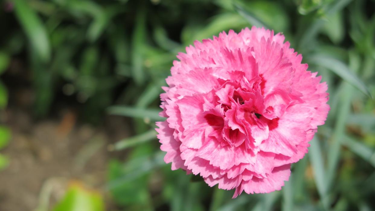  Pink dianthus flower 