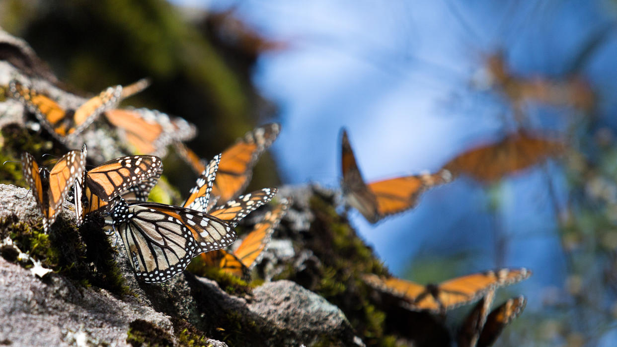  Monarch butterflies rest on a rock at the Sierra Chincua Butterfly Sanctuary near Angangueo in the state of Michoacan, Mexico, on Friday, Jan. 16, 2015. Climate change and increased use of herbicides are threatening the monarch migration as well as eco-tourism in the region  