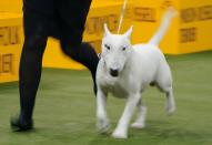 2020 Westminster Kennel Club Dog Show at Madison Square Garden in New York City