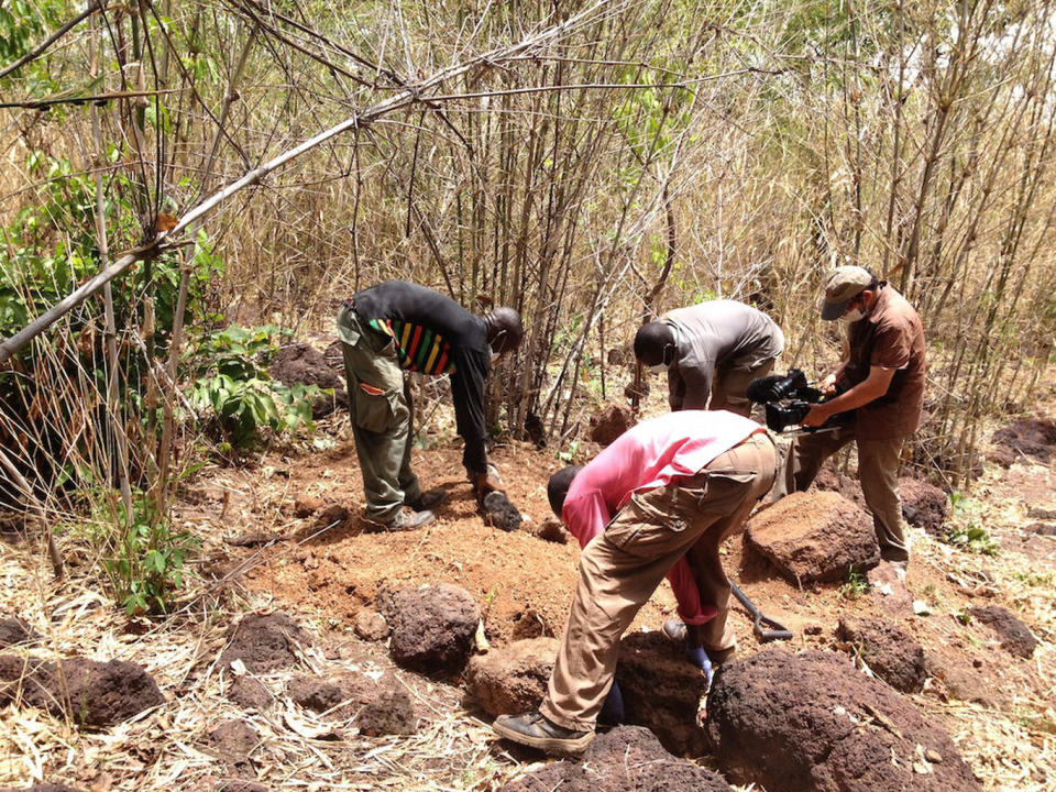 Chimps Kill, Mutilate and Cannibalize Member of Own Group