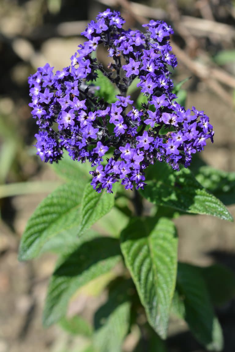 Heliotrope