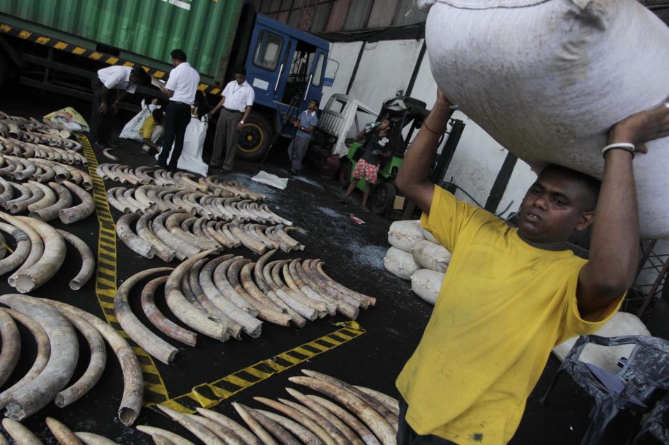 A Sri Lankan worker carrying a sack walks past seized elephant tusks at a customs warehouse in Colombo, Sri Lanka, Tuesday, May 22, 2012. The Sri Lankan customs officials Tuesday seized 400 tusks of African elephants at the Colombo Port from a Dubai bound transit cargo, customs officials said. (AP Photo/Eranga Jayawardena)