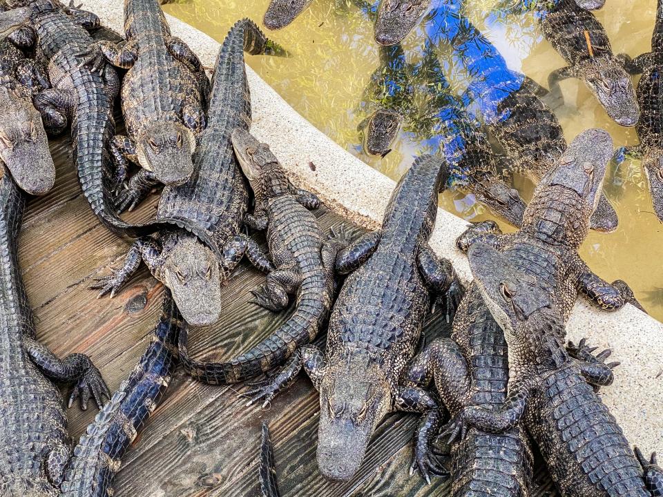 group of alligators on deck and water