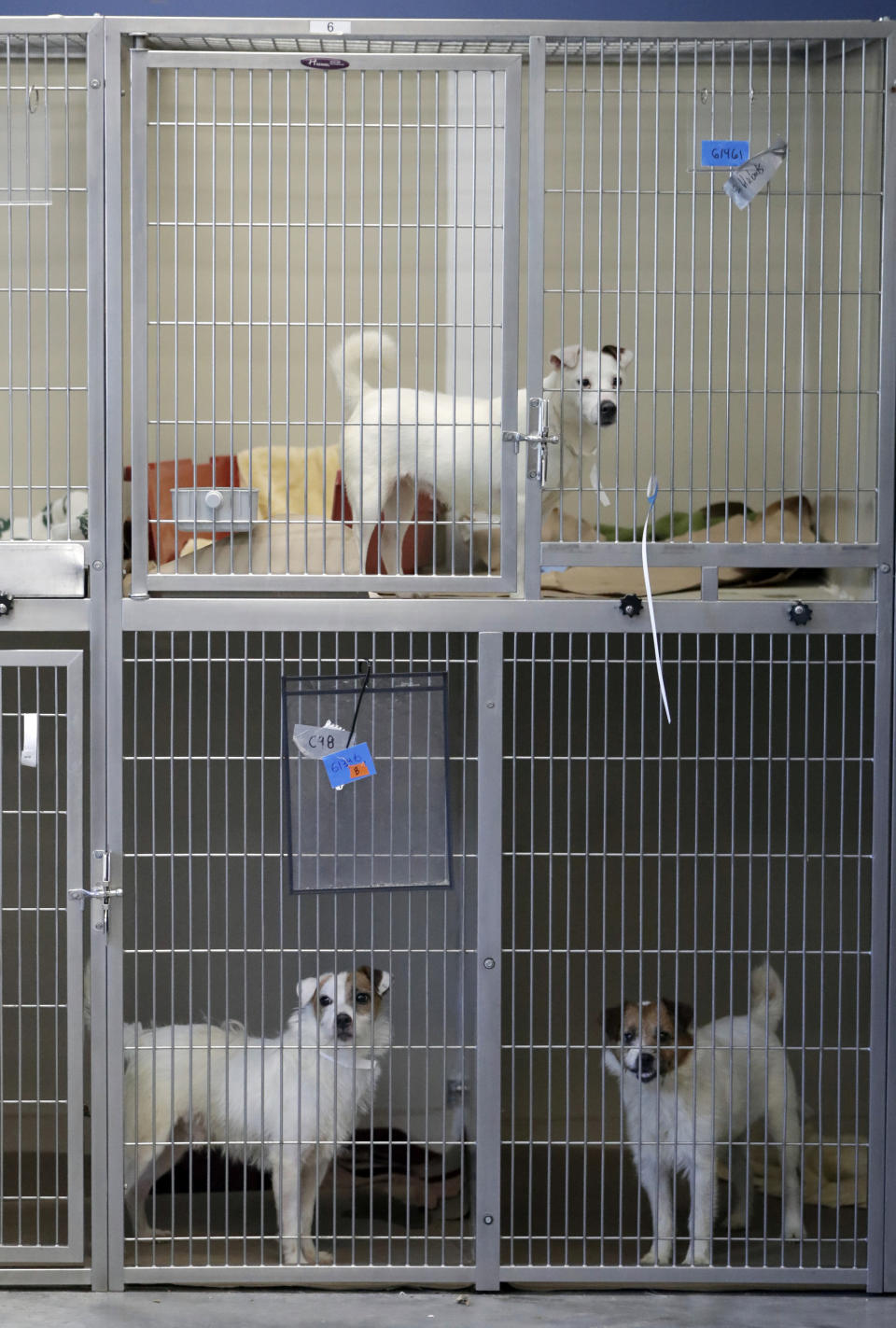 Parson Russell terriers, some of many terriers confiscated from a home in Kingwood, N.J., sits in a kennel at St. Hubert's Animal Welfare Center after being treated, Friday, June 14, 2019, in Madison, N.J. Law enforcement officers and animal welfare groups went to the Kingwood home Tuesday to remove the dogs, which were mostly Russell terriers. Officials said the animals seemed to have had limited human contact and minimal to no veterinary care. No charges have been filed, but officials say they're continuing to investigate. (AP Photo/Julio Cortez)