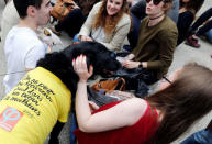 A dog wears a T-shirt as supporters have a picnic before a political rally of Jean-Luc Melenchon, the French far left Parti de Gauche and candidate for the 2017 French presidential election in Toulouse, Southwestern France, April 16, 2017. REUTERS/Regis Duvignau