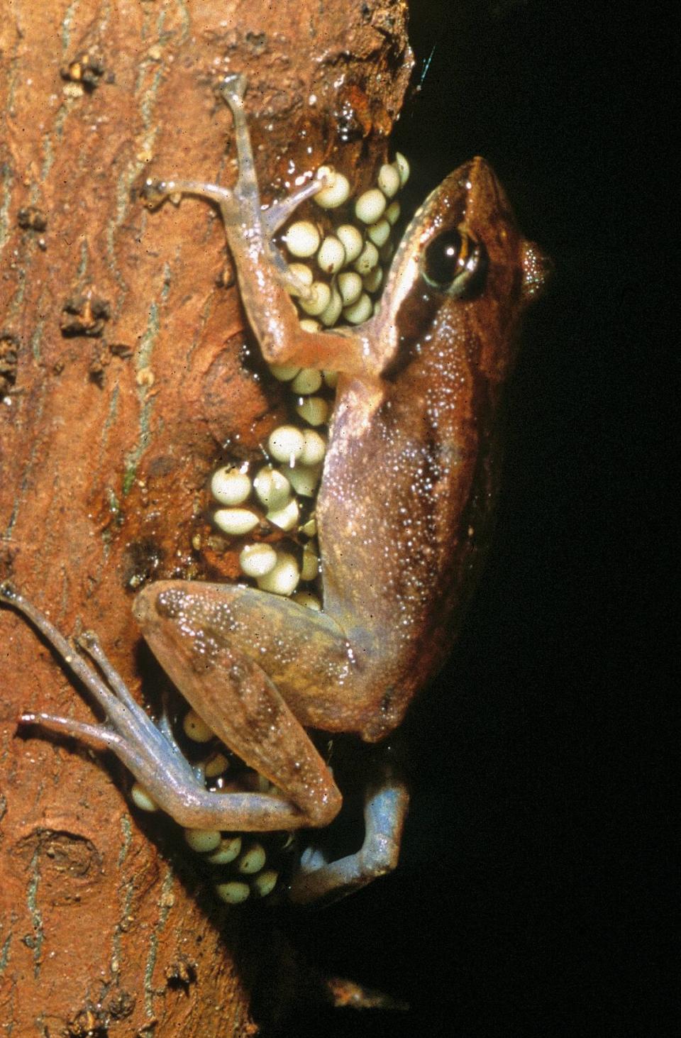 A Blommersia bara frog guarding its eggs.