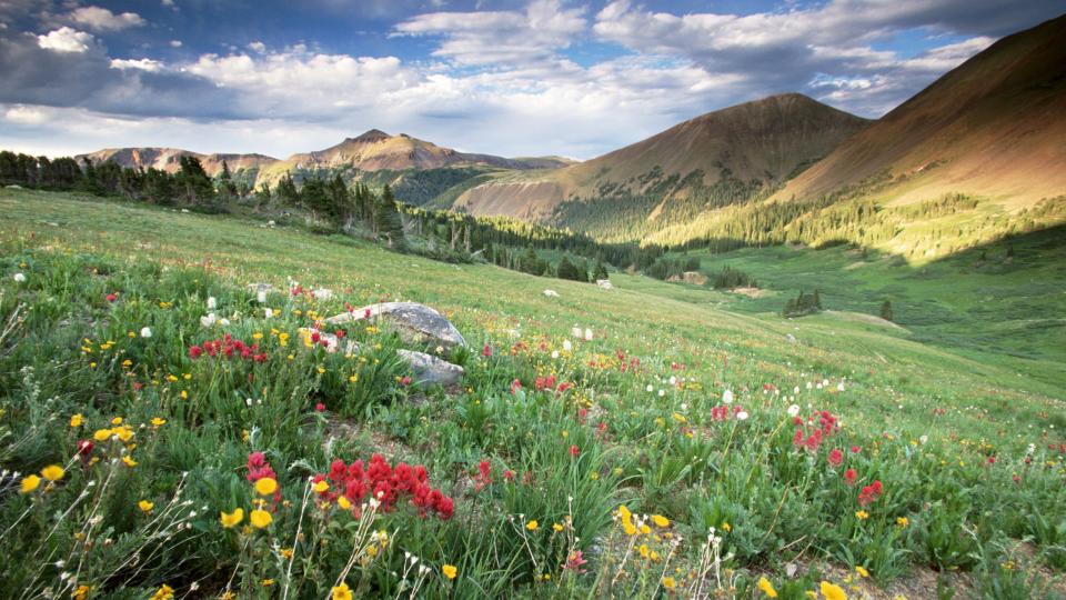 COLORADO STATE FOREST LANDSCAPE