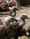 A committee of vultures gather for scavenging at the Ol Pejeta Conservancy near Nanyuki, in Laikipia county