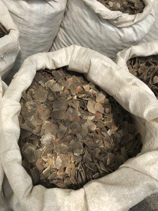 In this April 9, 2019, photo released by the National Parks Board, some of the 12 tons of pangolin scales worth around US$38.1 million are displayed in an undisclosed site in Singapore. Singapore has seized more than 25 tons of pangolin scales belonging to tens of thousands of the endangered mammals in two busts over the past week, a global record for such seizures. (National Parks Board via AP)