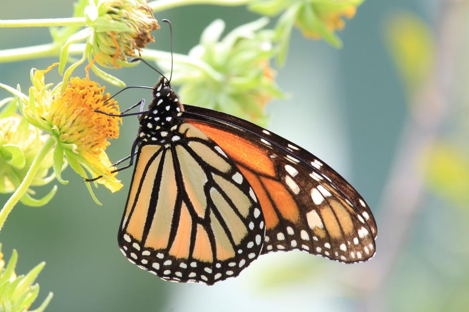 Monarch Butterflies feed using a long, almost threadlike appendage known as a proboscis.